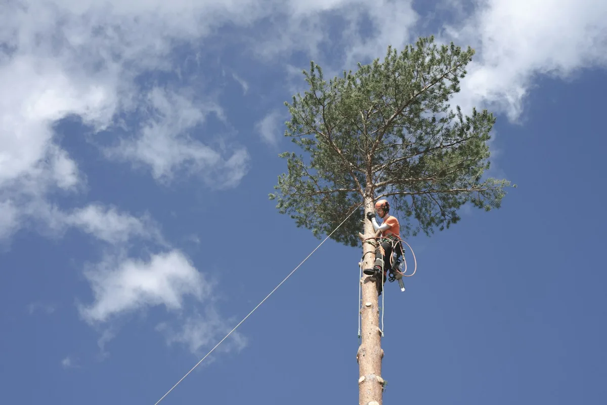 Ilustrační fotografie arboristy při práci na laně