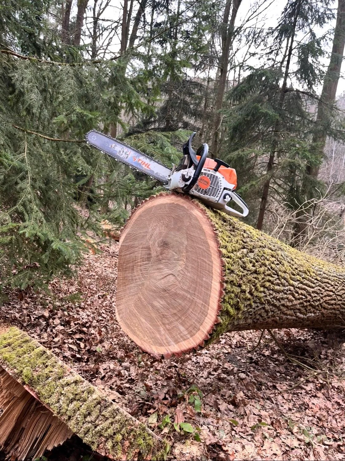 Motorová pila STIHL na kmeni
